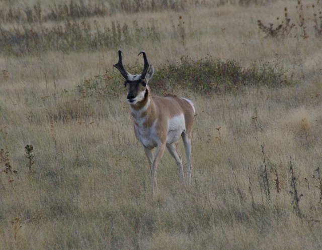 Antelope