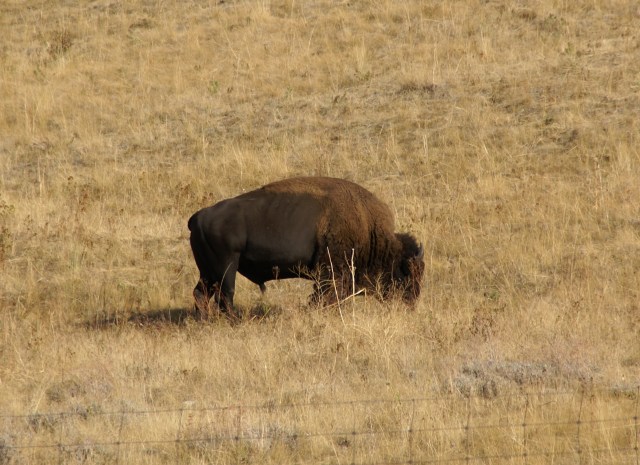 Bison