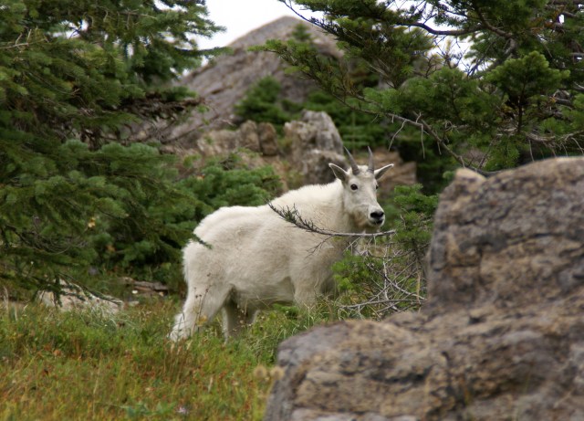 MountainGoat